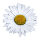 Chamomile