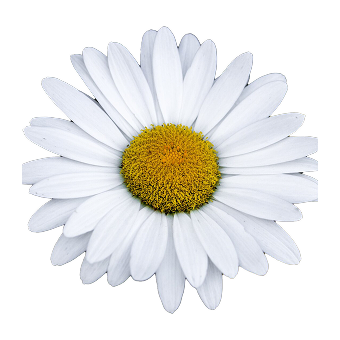 Chamomile