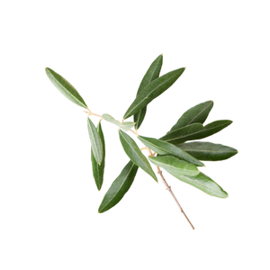 Olive Leaf Extract (500 mg)