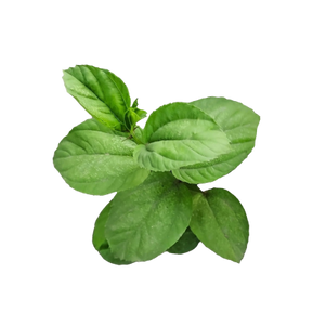 Oregano Oil (500 mg)