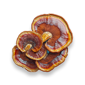 Turkey Tail Mushroom