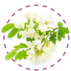 Quercetin