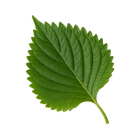 Perilla (Luteolin)