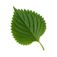 Perilla (Luteolin)