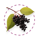 European Elderberry