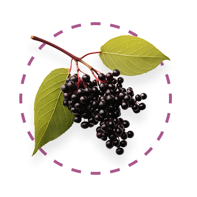 European Elderberry