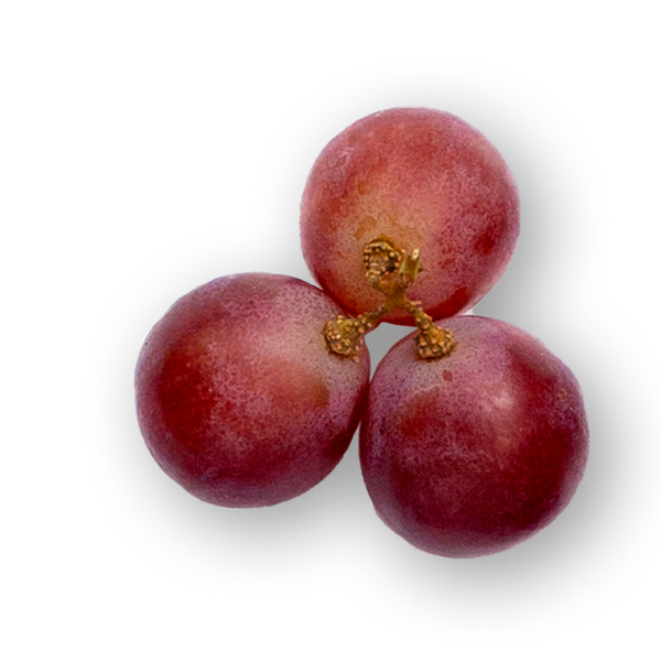Grape Seed Extract