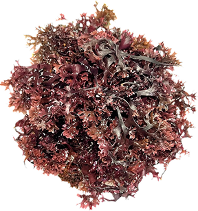 Irish Sea Moss