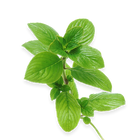 Oregano Leaf