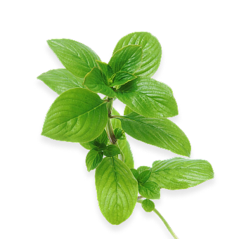Oregano Leaf