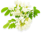 Quercetin