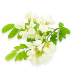 Quercetin Dihydrate