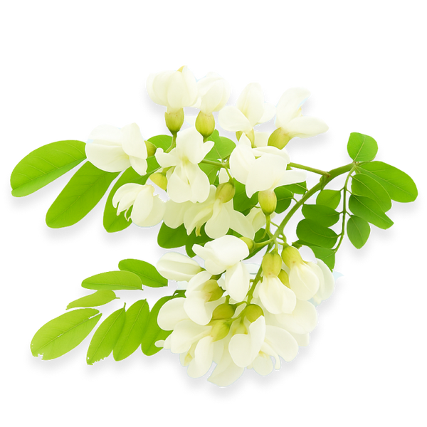 Quercetin Dihydrate