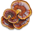 Reishi Mushroom