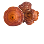 Reishi Mushroom