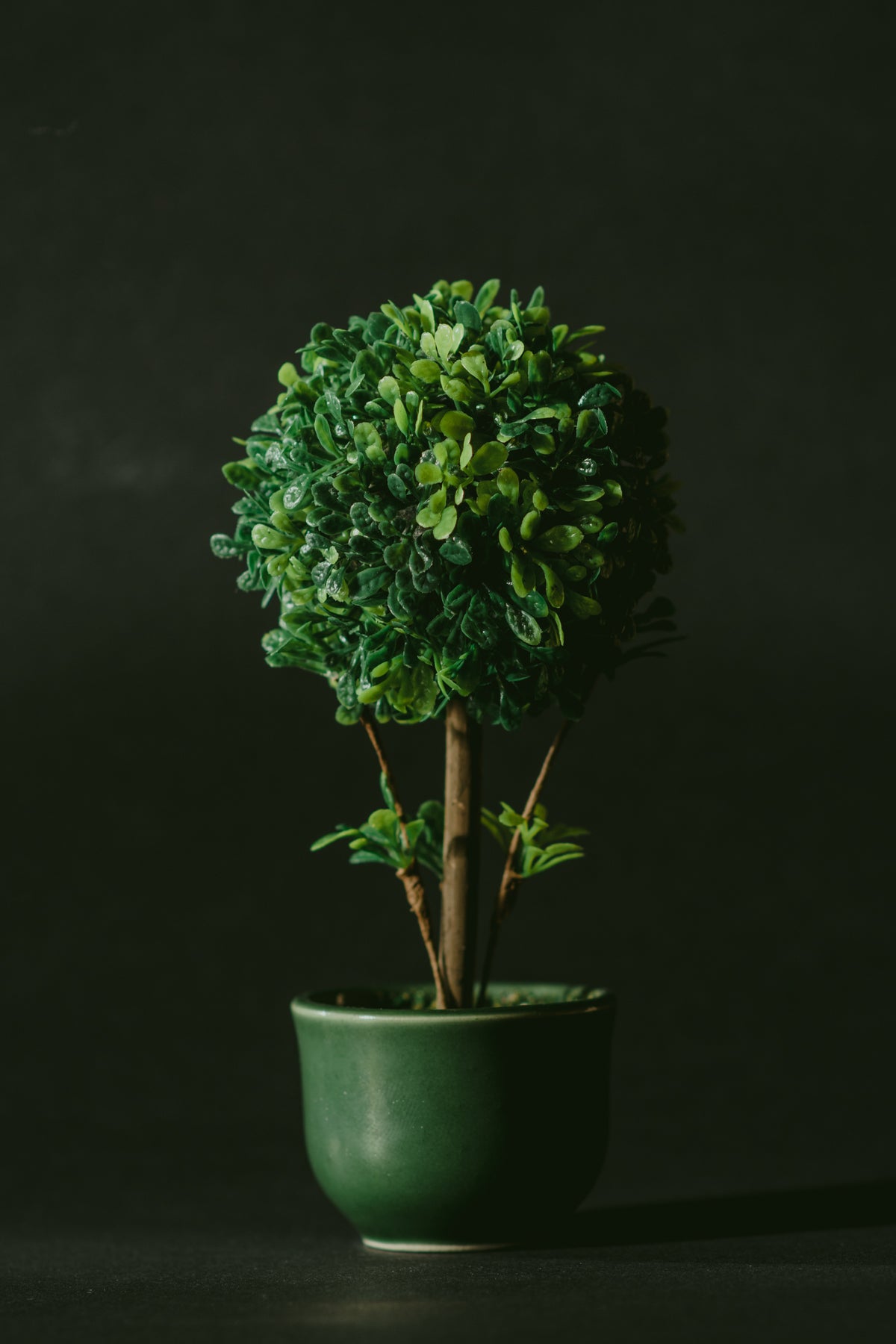 Potted plant on a pharmacy counter