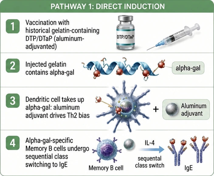 First pathway diagram