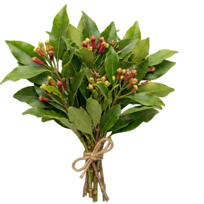 Clove Oil