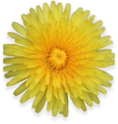 Dandelion Root