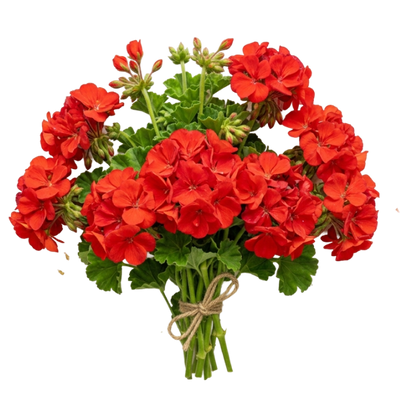 Geranium Oil
