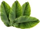 Banaba Leaf Extract