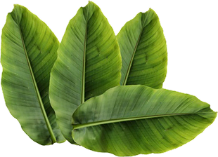Banaba Leaf Extract