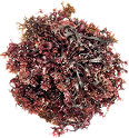 Irish Sea Moss