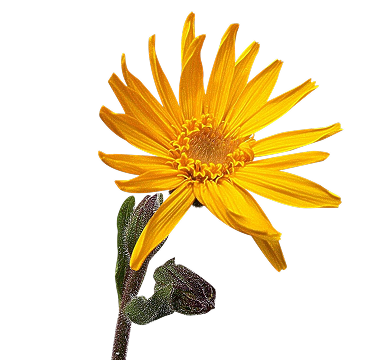 Arnica & White Willow Bark Extracts