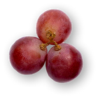 Grape Seed Extract 