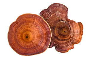Reishi Mushroom