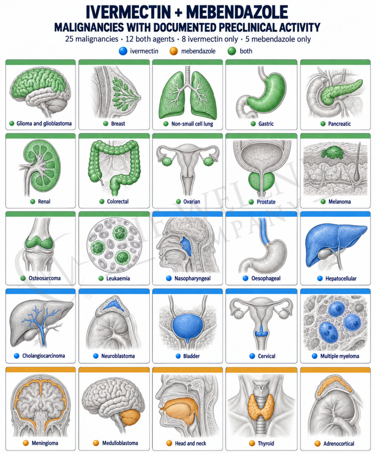 Figure 1: 25 malignancies with documented preclinical activity. 12 both agents, 8 ivermectin only, 5 mebendazole only