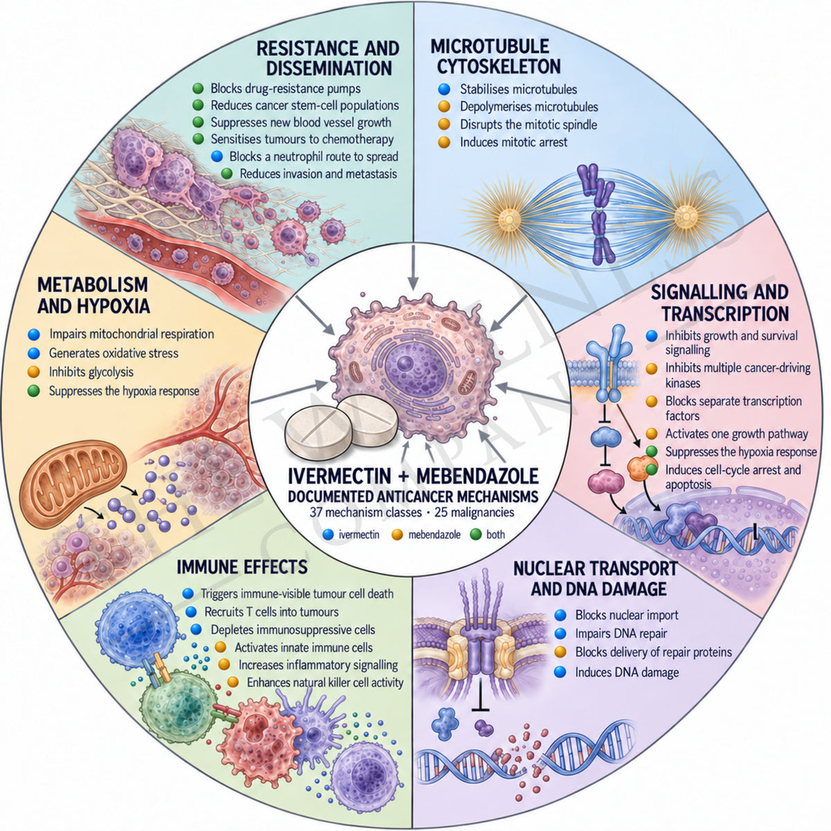 Figure 2: Ivermectin and mebendazole documented anticancer mechanisms, grouped into six families