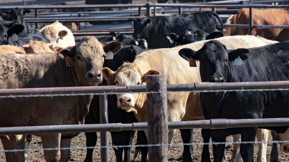 Conventional Cows