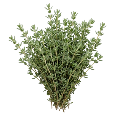 Thyme Oil