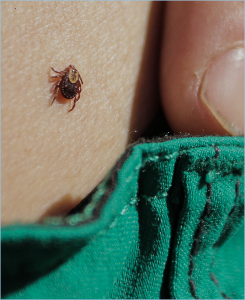 Tick attached to skin, close-up